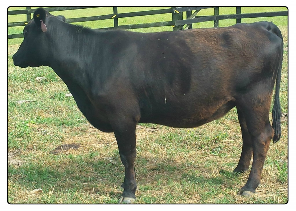 Purebred Angus Bred to Festus